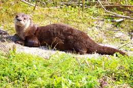 Image of Otter sp.