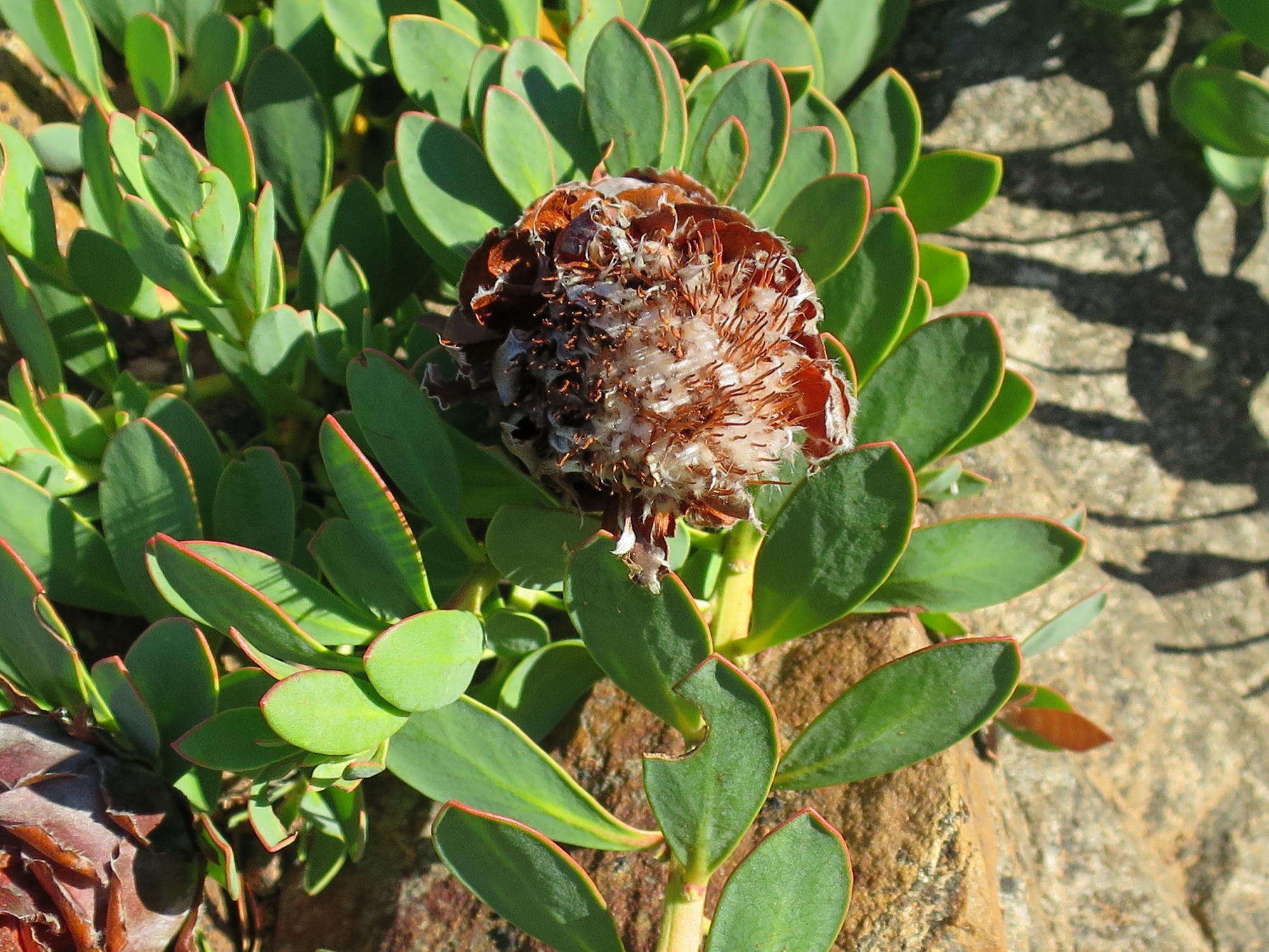 Image of Protea venusta Compton