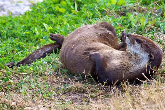 Image of Otter sp.