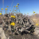 Image of Pachypodium densiflorum Baker