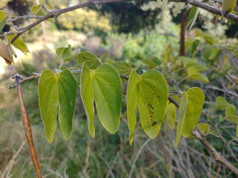 Image of Bauhinia aculeata L.