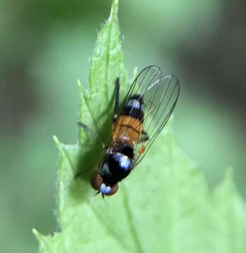 Imagem de Callomyia amoena Meigen 1824