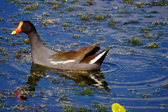 Image of Common Gallinule