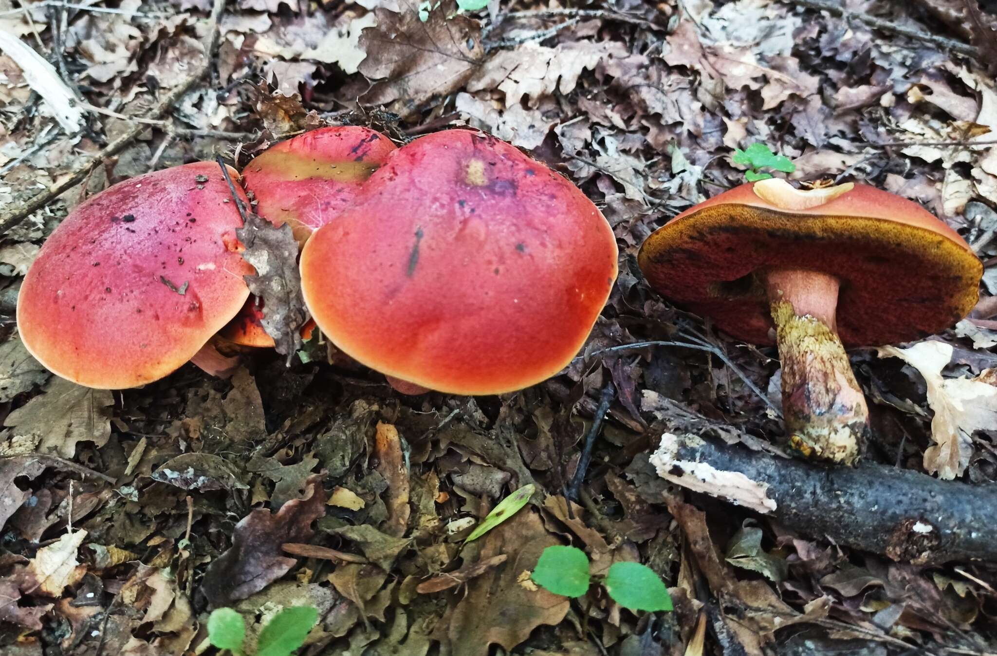 Image of Dupain's Bolete