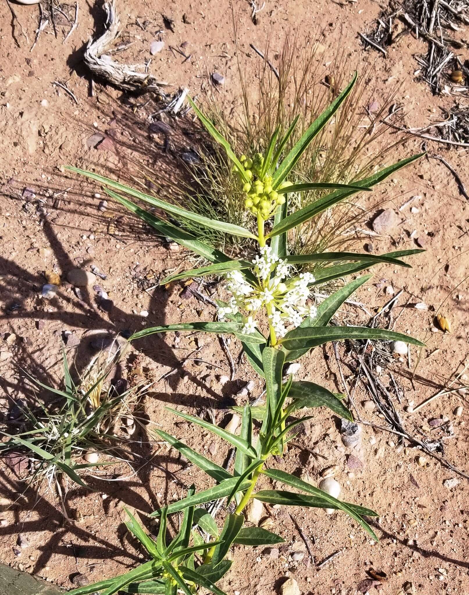 Image of Utah milkweed