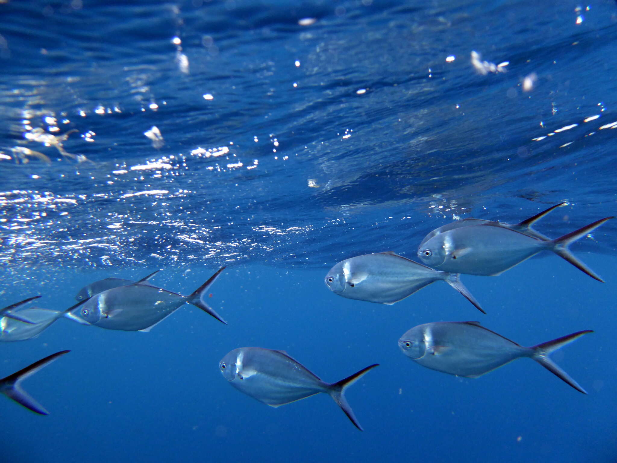 Image of Shortfin pompano