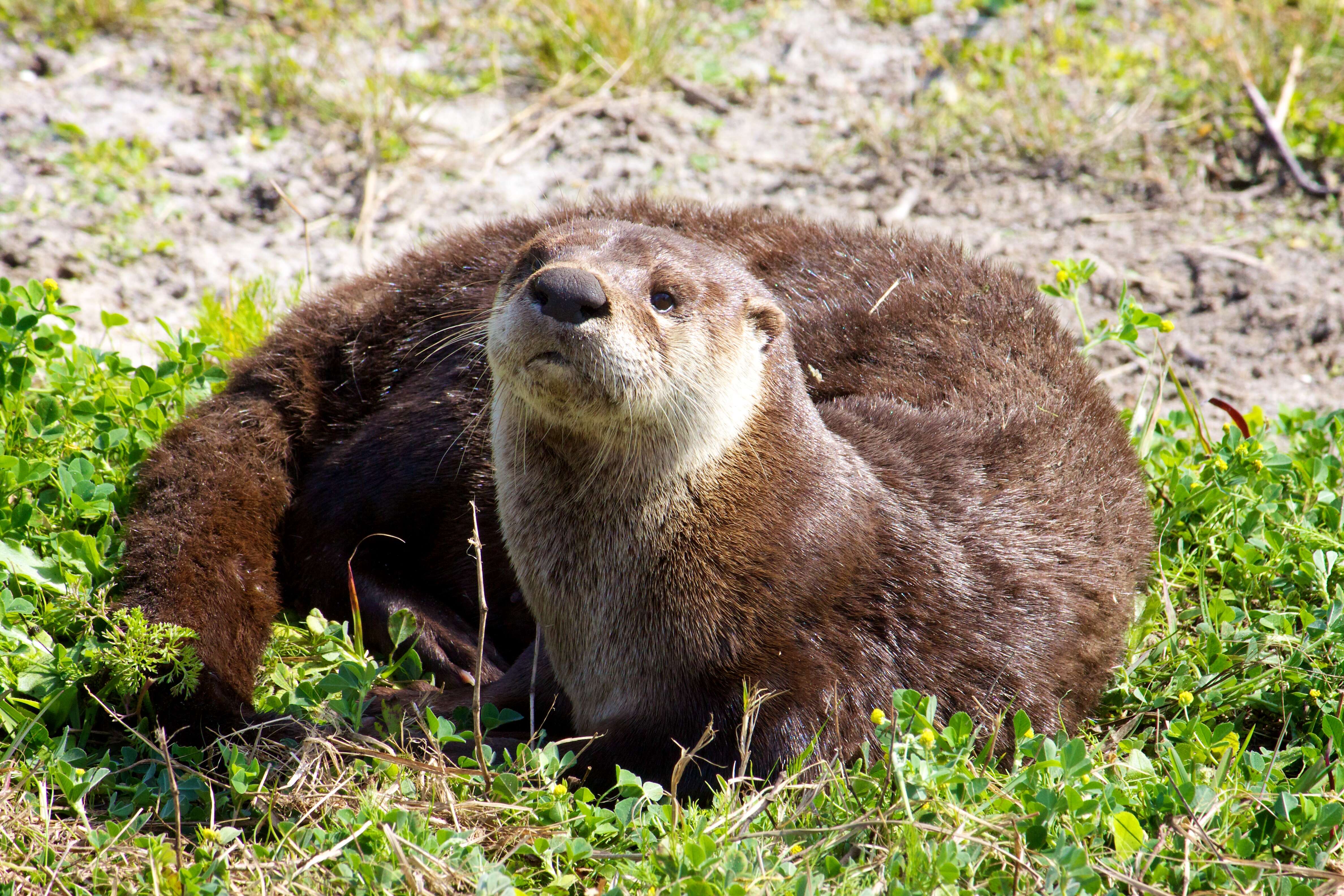 Image of Otter sp.