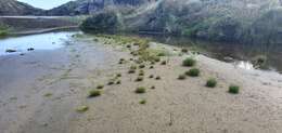 Image of Juncus dregeanus subsp. dregeanus