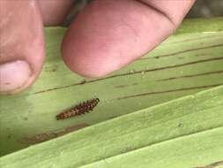 Image of Pitcher Plant Mining Moth