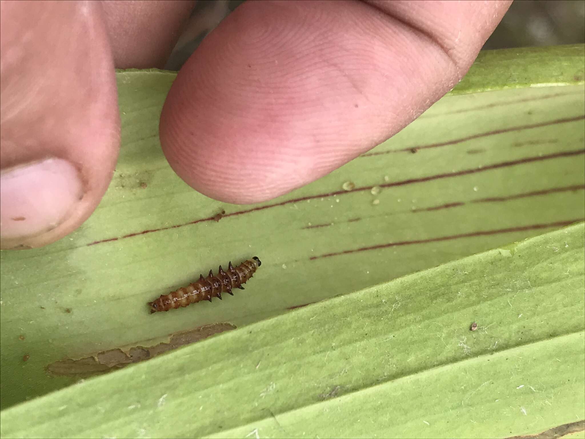 Image of Pitcher Plant Mining Moth