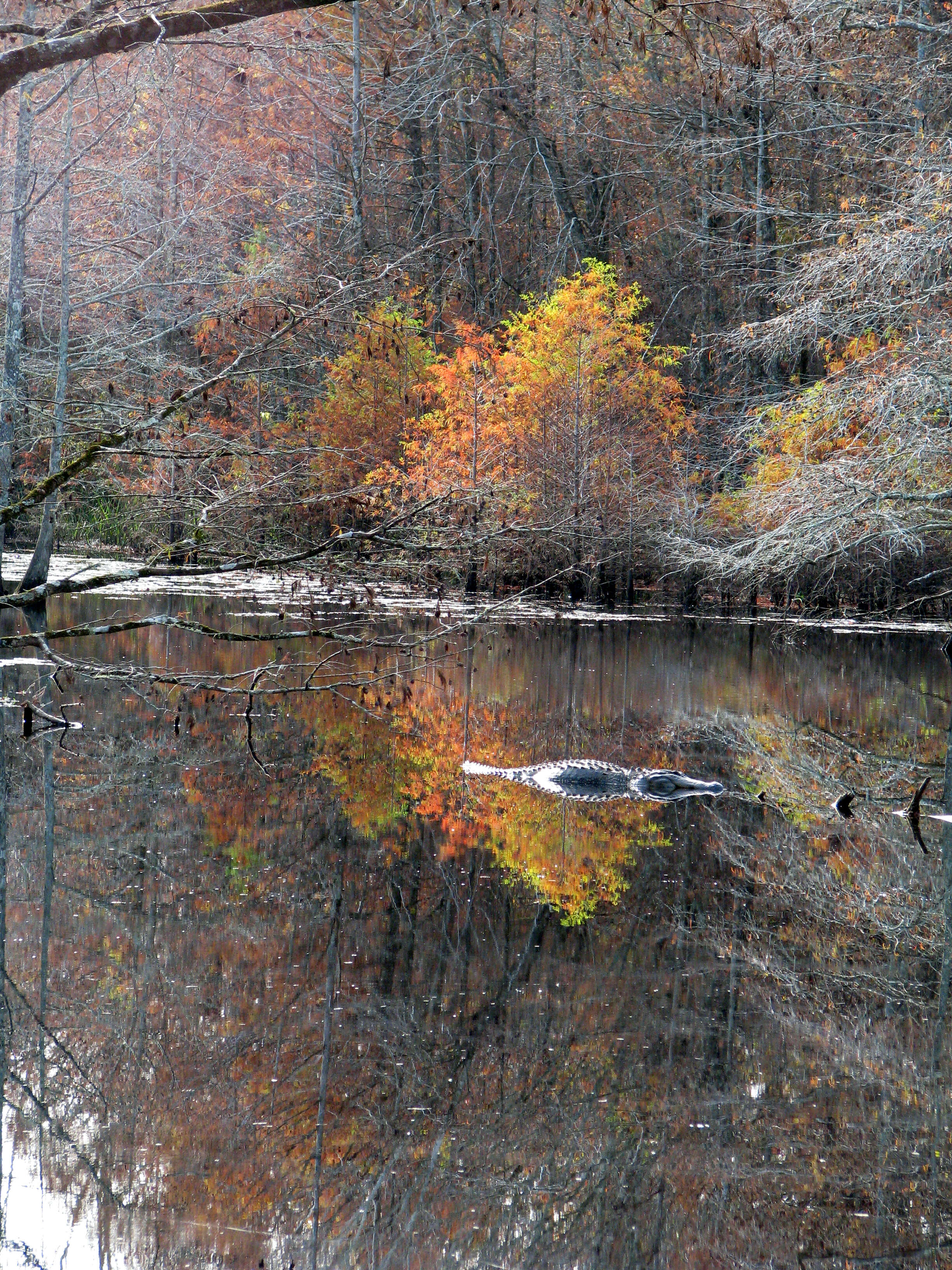 Image of alligators