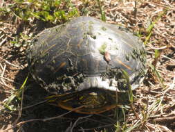 Image of slider turtle, red-eared terrapin, red-eared slider