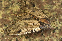 Imagem de Xyleutes strix Linnaeus 1758