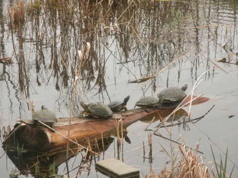 Image of slider turtle, red-eared terrapin, red-eared slider