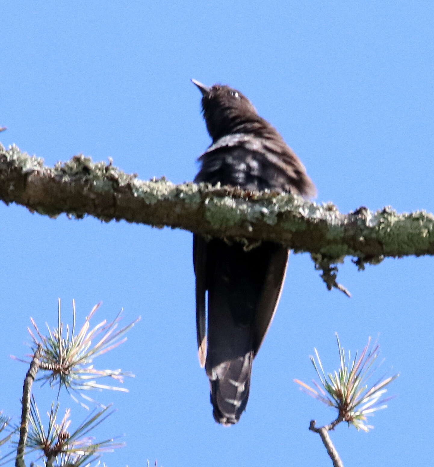 Image of Black Cuckoo