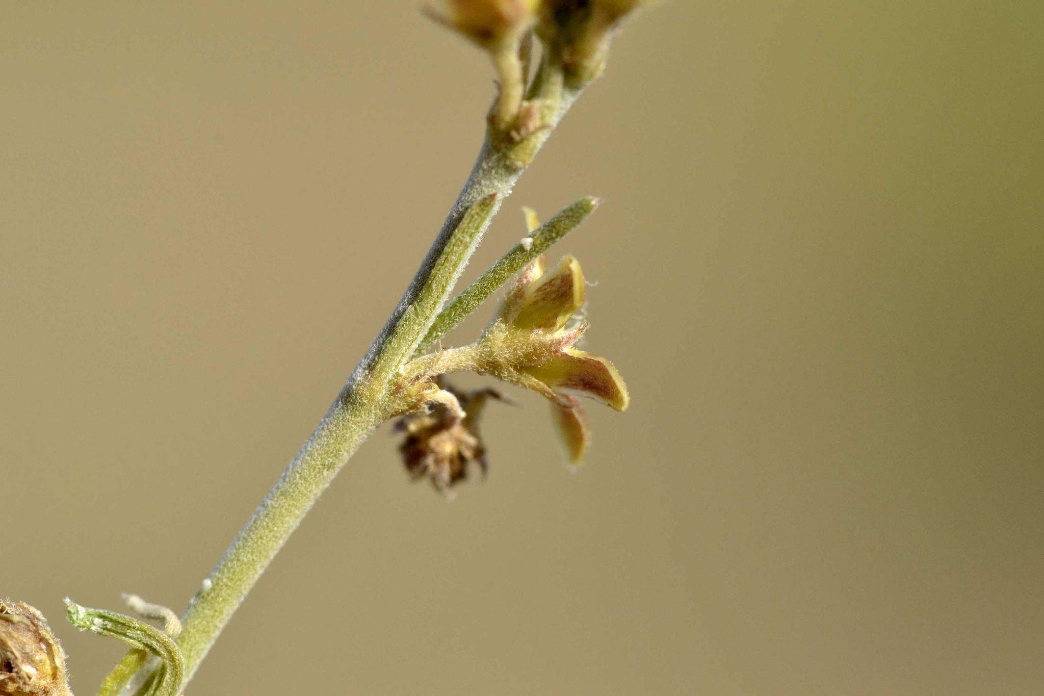 Image of Aspidoglossum biflorum E. Mey.