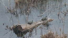 Image of slider turtle, red-eared terrapin, red-eared slider