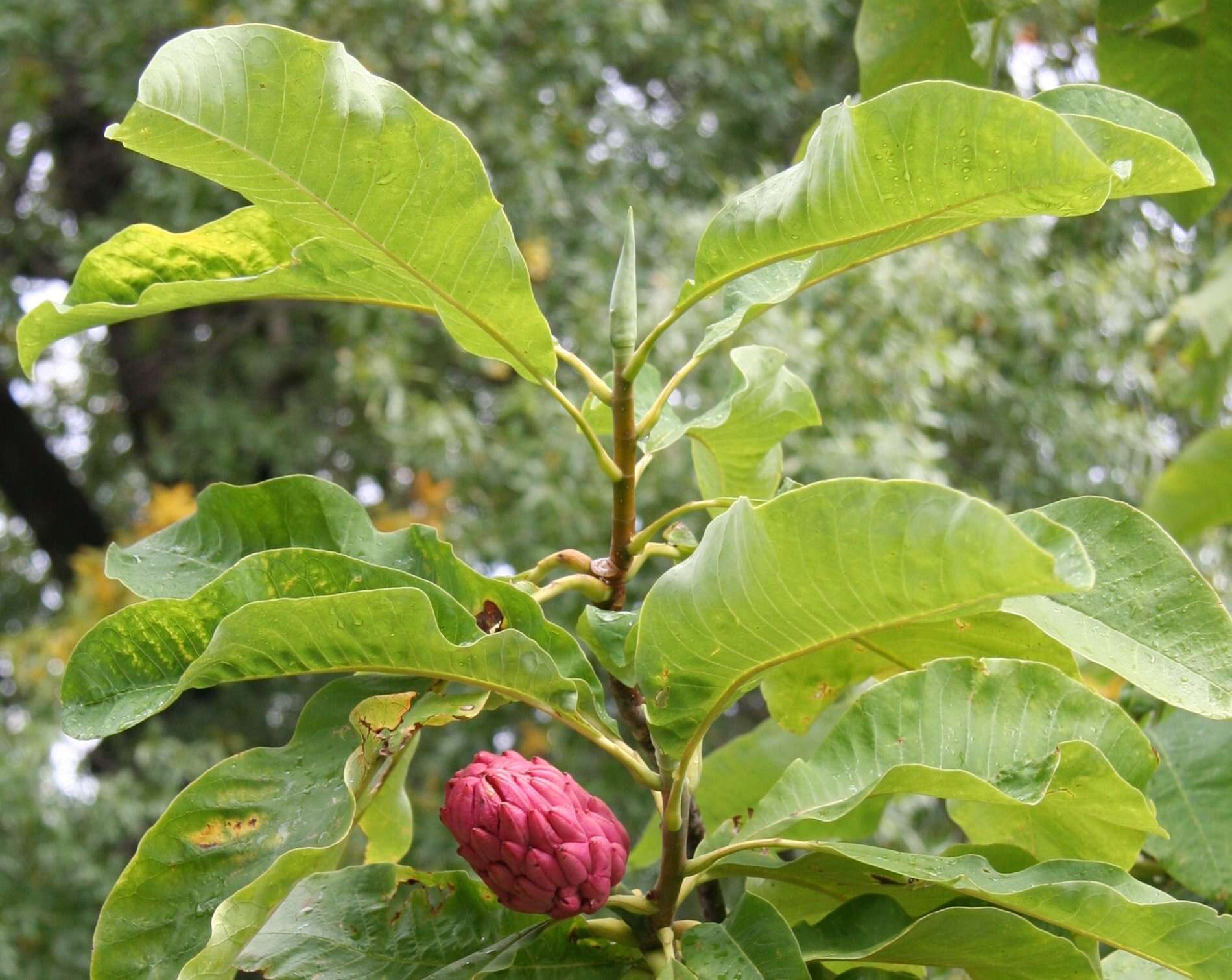 Sivun Magnolia tripetala (L.) L. kuva