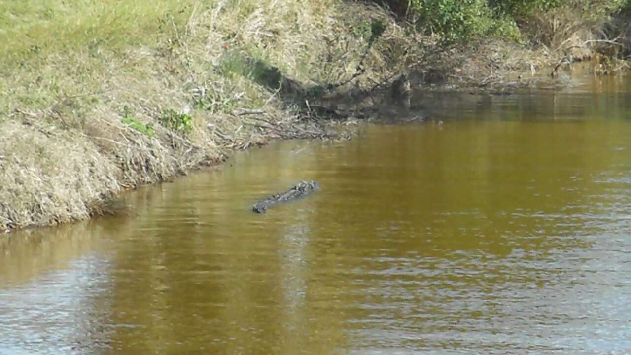 Image of alligators