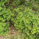 Image of Blueberrry bush