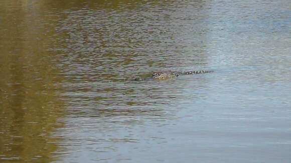 Image of alligators