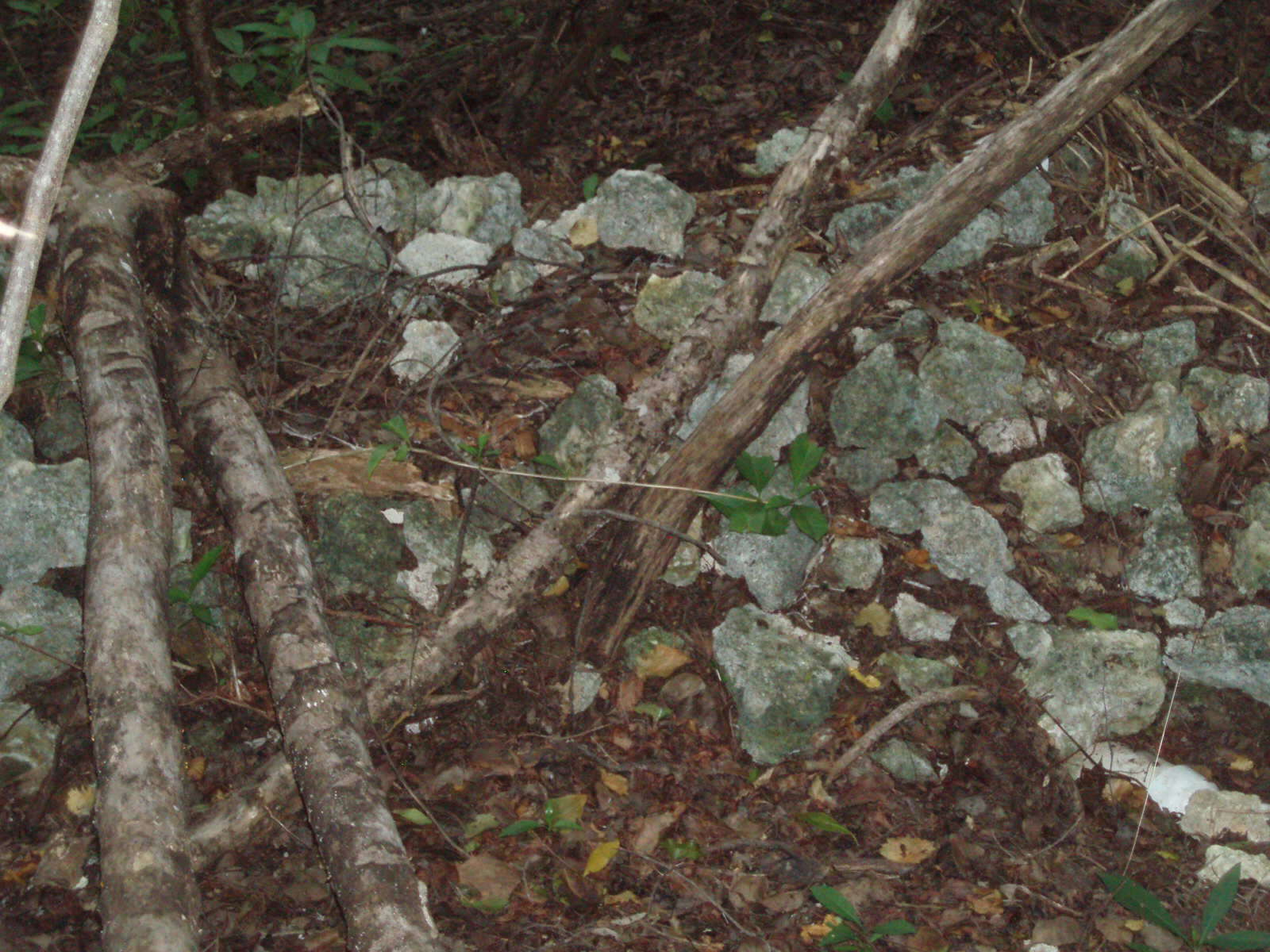 Image of Eastern Woodrat