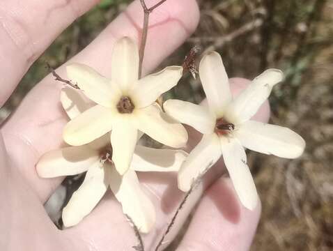 Image of Ixia paniculata D. Delaroche