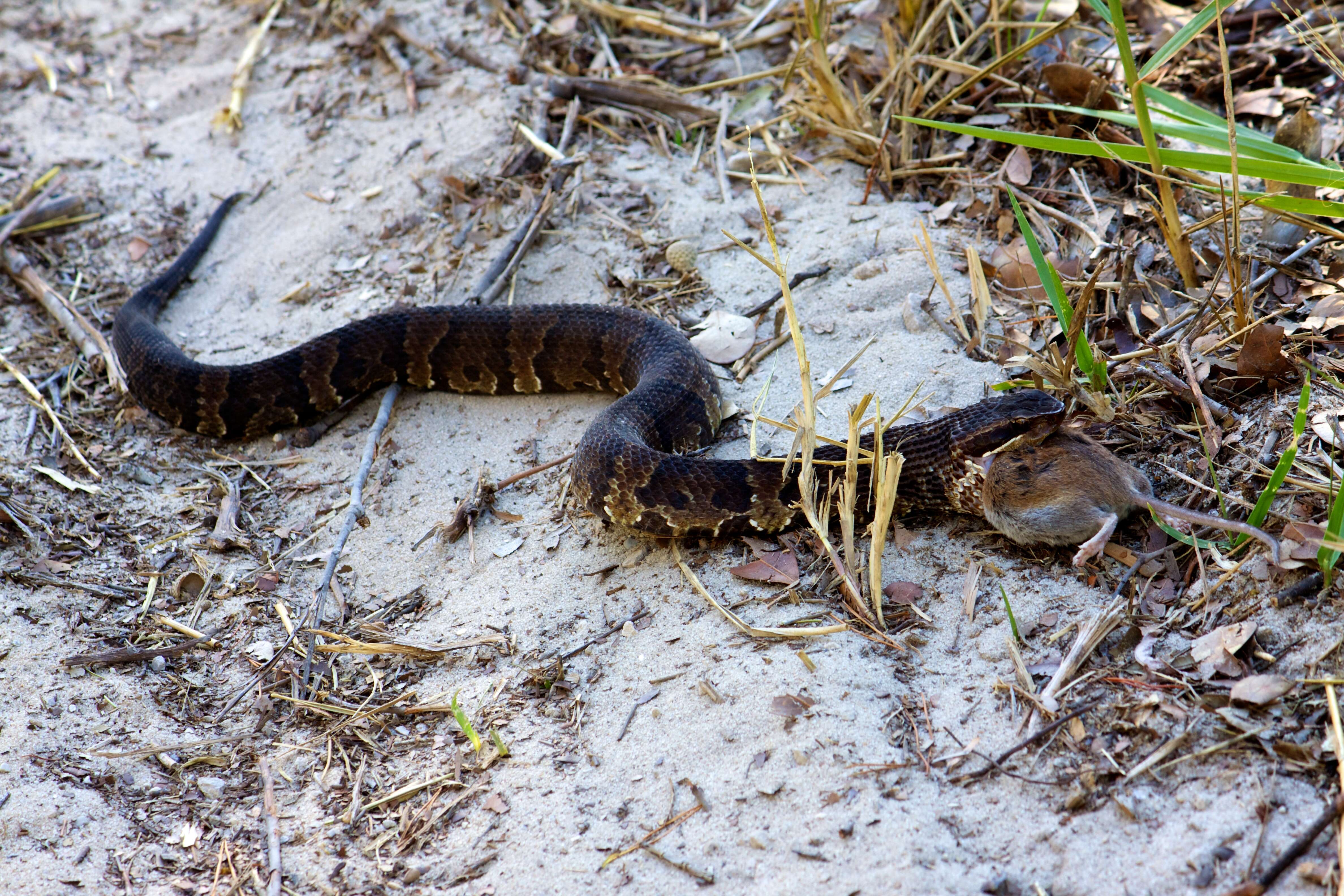 Image of Cottonmouth