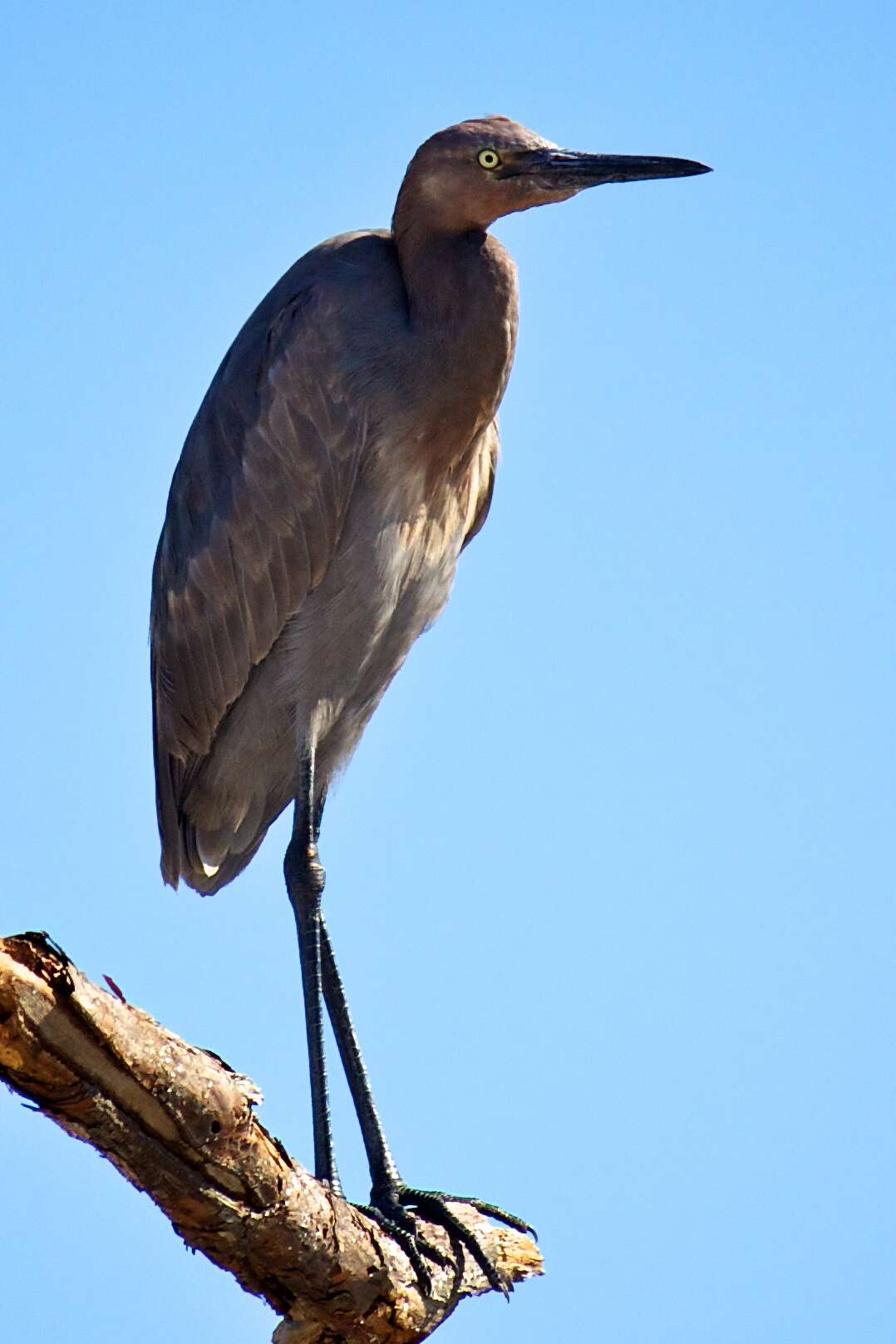 Image of Egretta Forster & T 1817