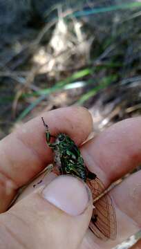 Amphipsalta zelandica (Boisduval 1835)的圖片