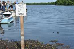 Image of manatees