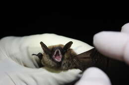 Image of Eastern Small-footed Myotis