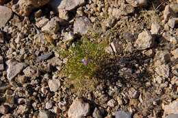 Image de Fagonia scabra Forsk.