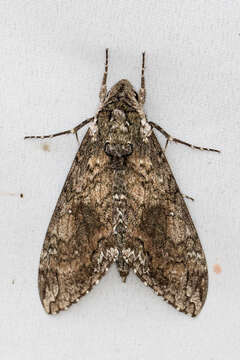 Image of Carolina sphinx