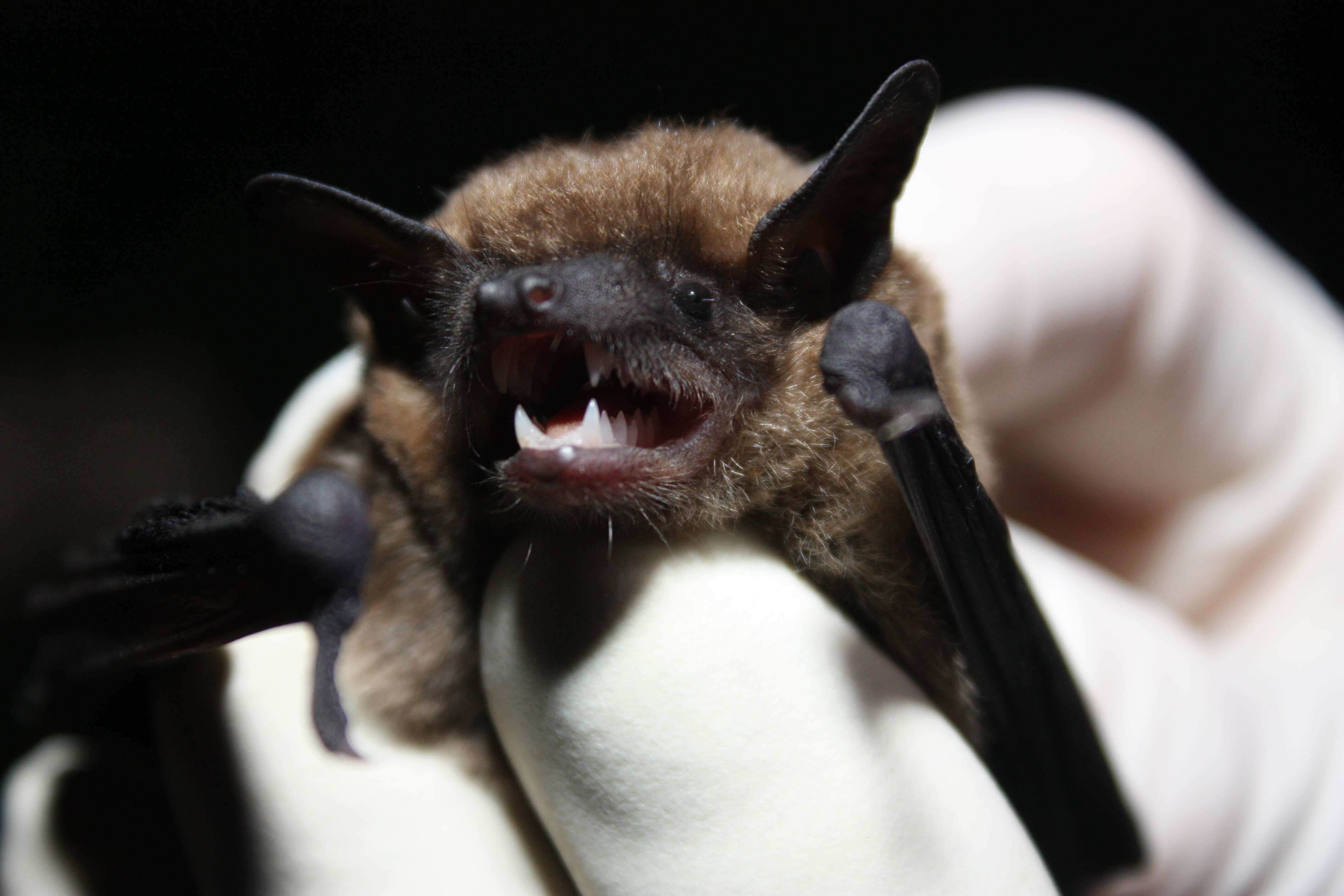 Image of Eastern Small-footed Myotis