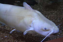 Image of channel catfish