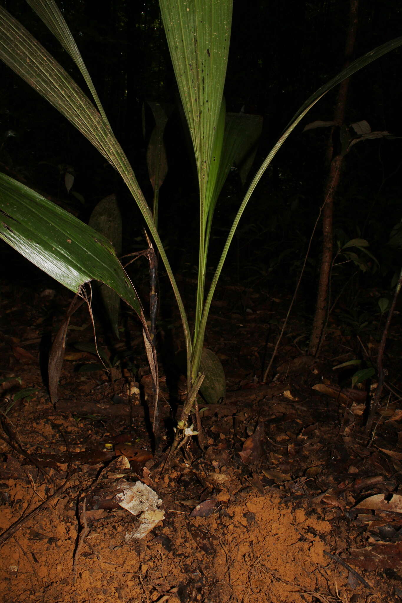 صورة <i>Palmorchis pubescens</i>