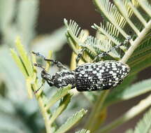 Image of Chrysolopus spectabilis (Fabricius & J. C. 1775)