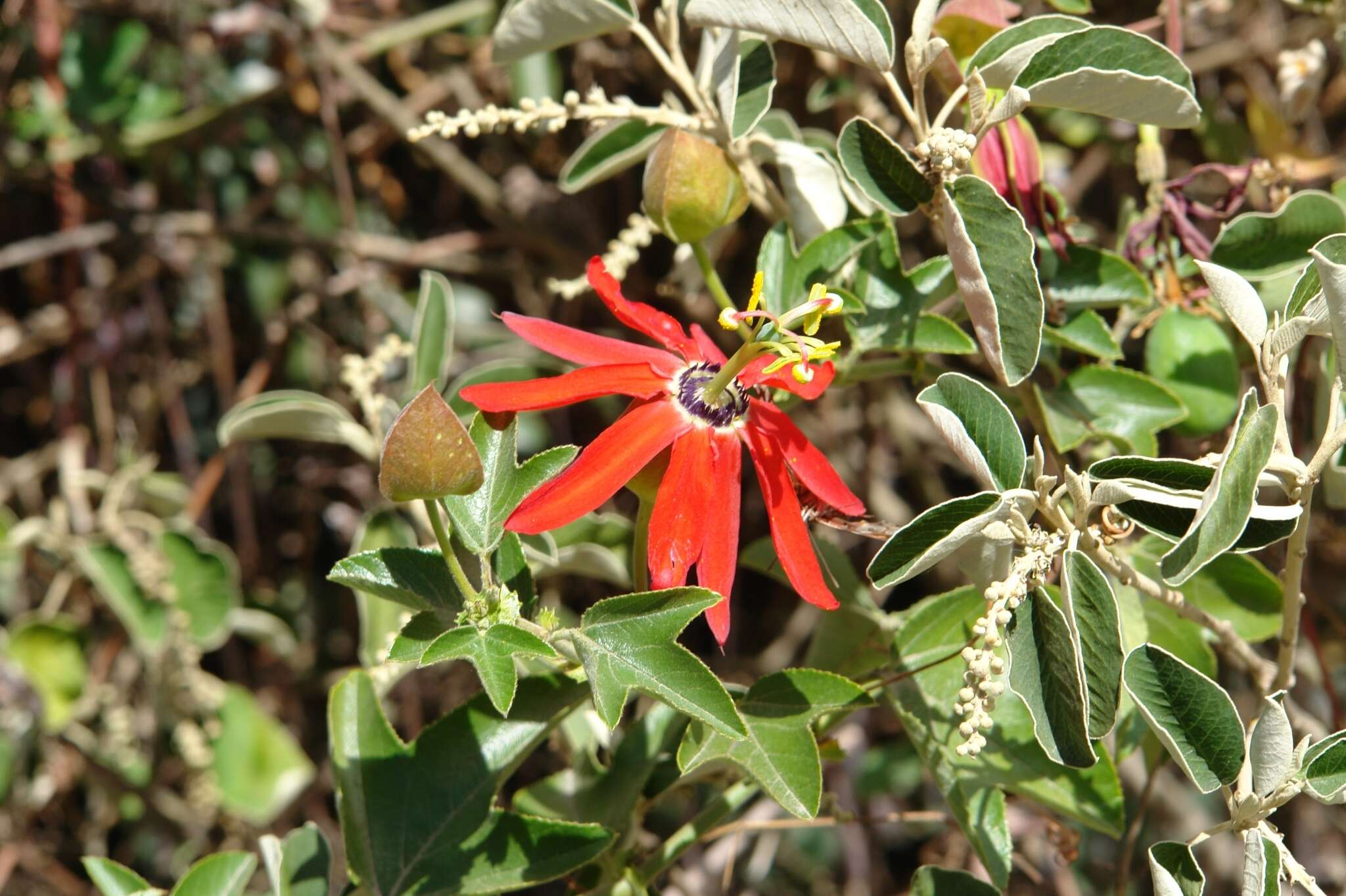 Image of Red passion flower