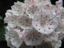 Image of mountain laurel