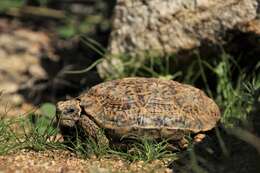 Image of Speckled tortoise