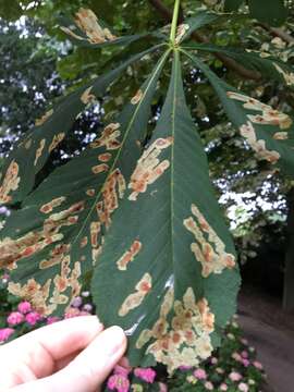 Image of horse-chestnut leaf miner