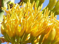 Image of Eggers' century plant