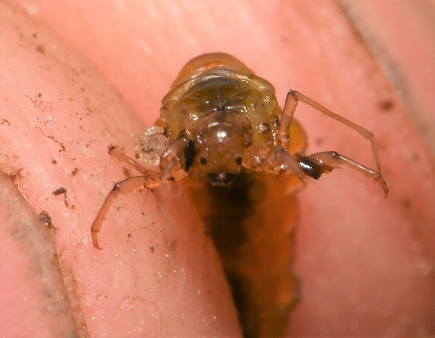 Image de Anisocentropus (Anisocentropus) pyraloides (Walker 1852)