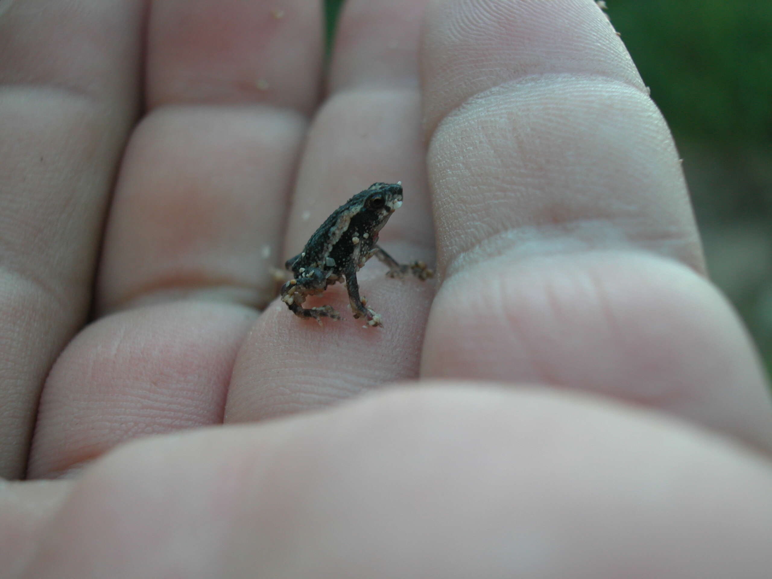 Image of Puerto Rican crested toad