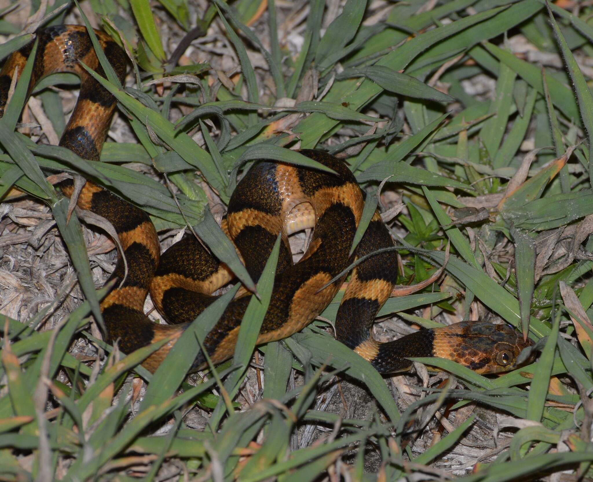 Imagem de Leptodeira septentrionalis (Kennicott ex Baird 1859)