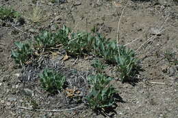 Image of Valeriana carnosa Sm.