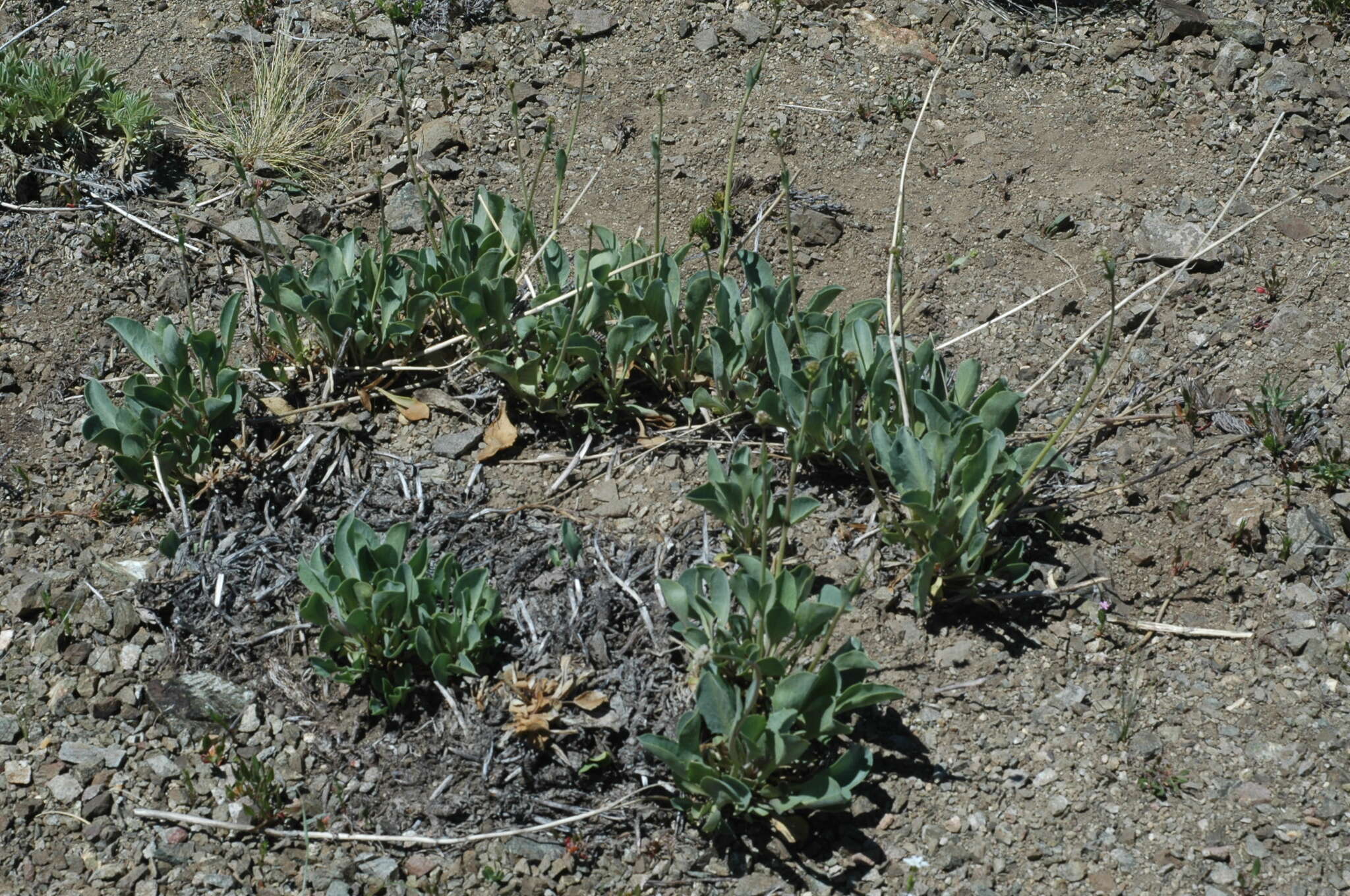 Image of Valeriana carnosa Sm.