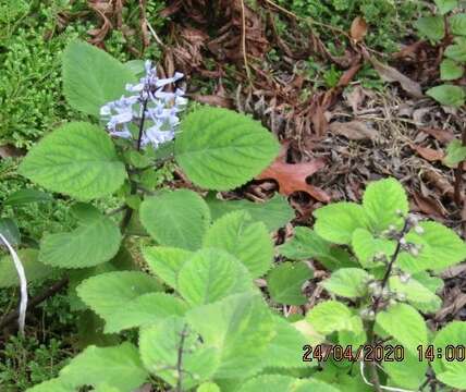 Image of Plectranthus zuluensis T. Cooke