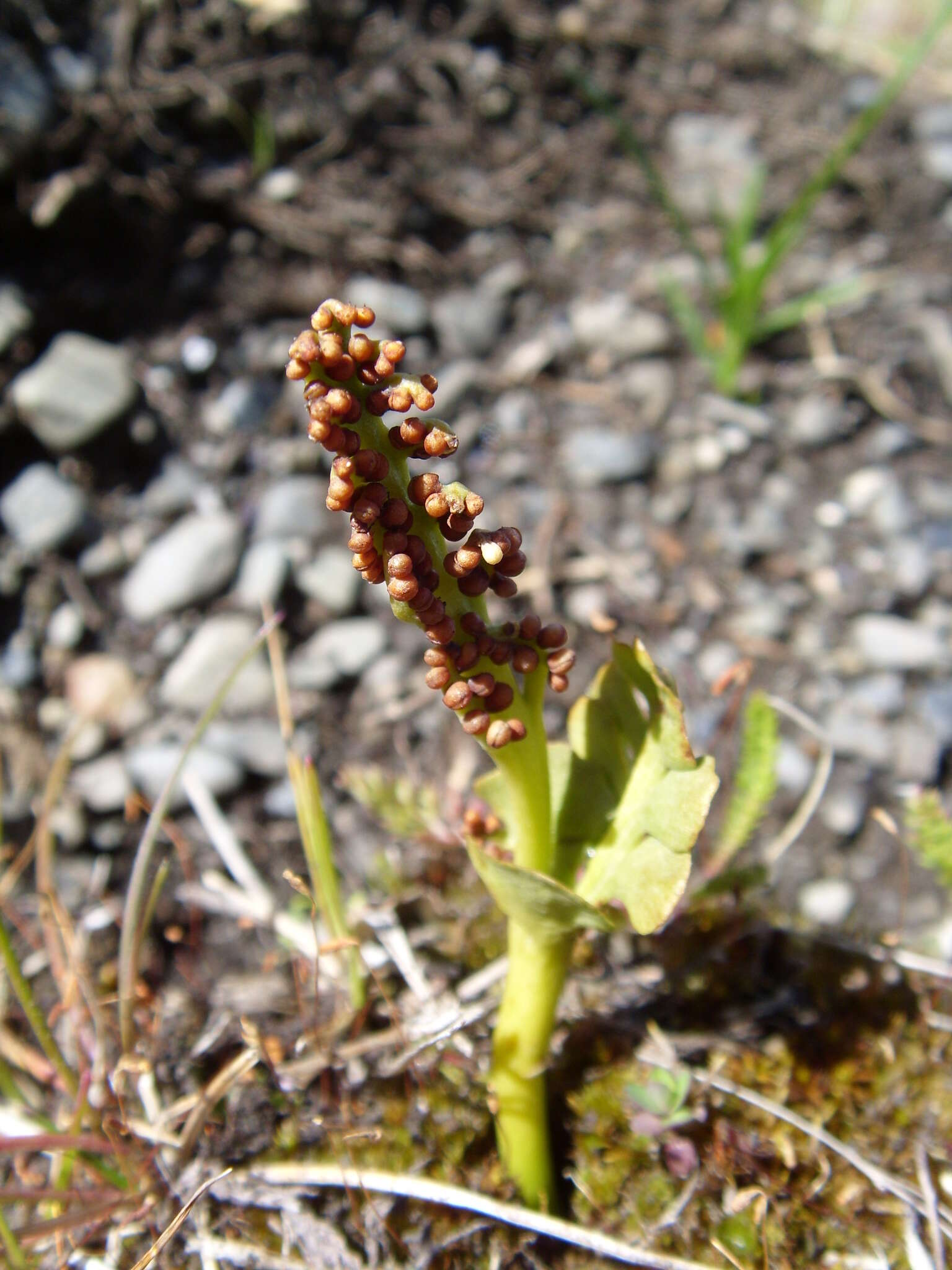 Image of Botrychium dusenii (Christ) Alston